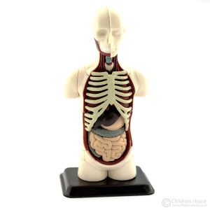 Human Body Anatomy Model