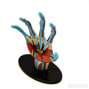 Hand Anatomy Model