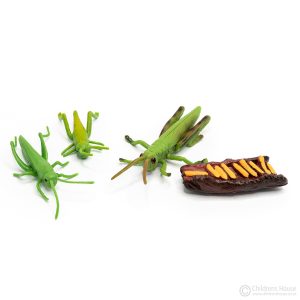 Life Cycle of Grasshopper Objects