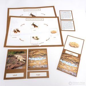 Life Cycle of a Crocodile Activity