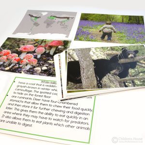 Temperate Forest Biome Folder
